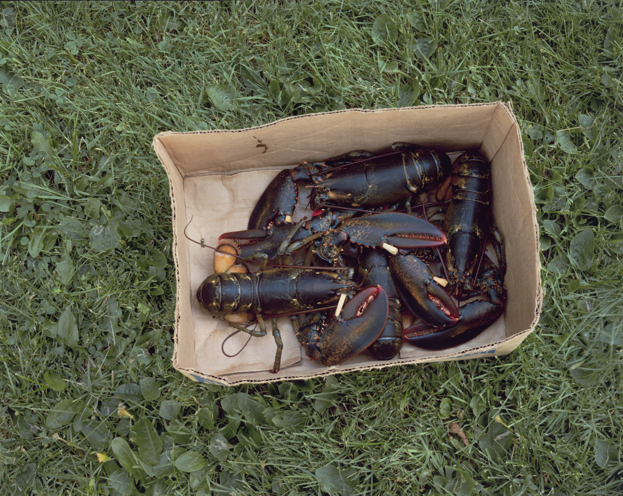 Stephen Shore. Castine, Maine, July 18, 1974
