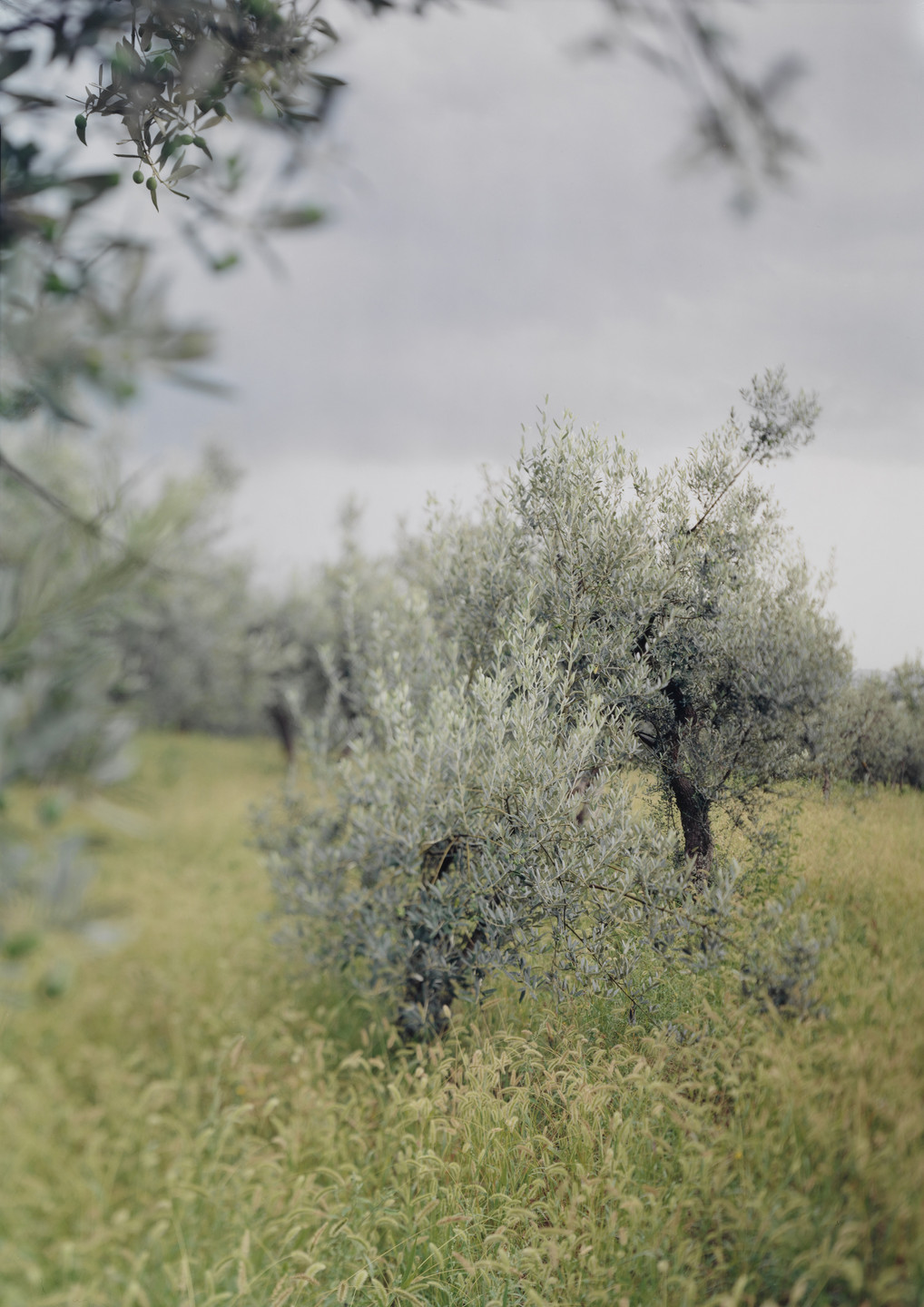 JoAnn Verburg. Little Green Tree (with olives). 2003
