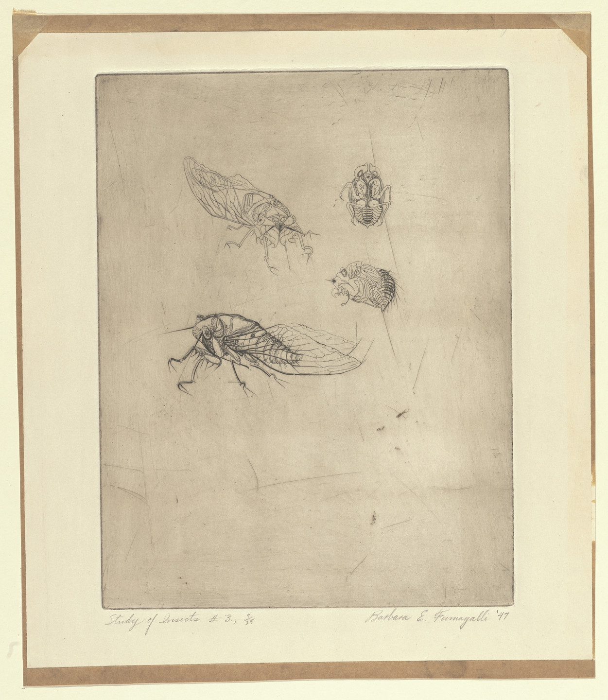 Barbara E. Fumagalli. Study of Insects #3. 1947