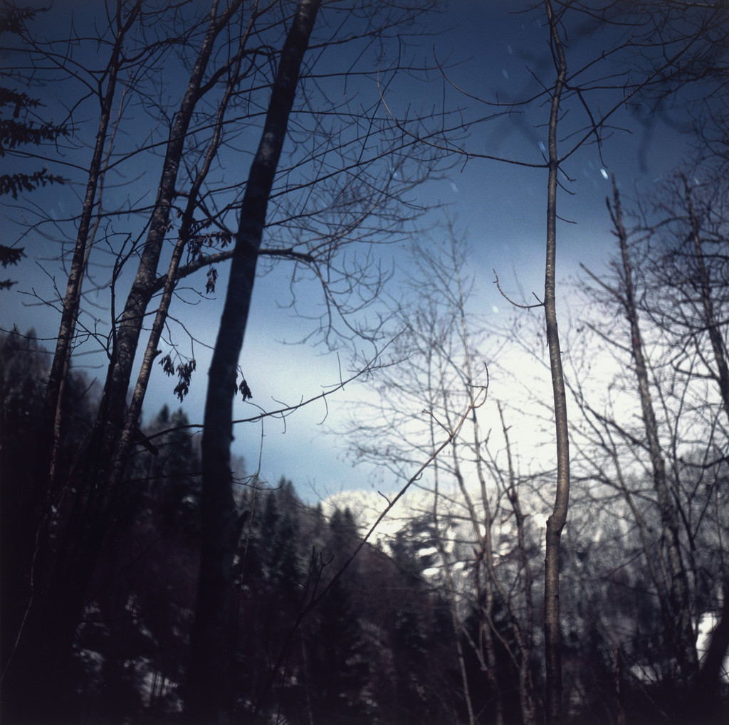 Forest