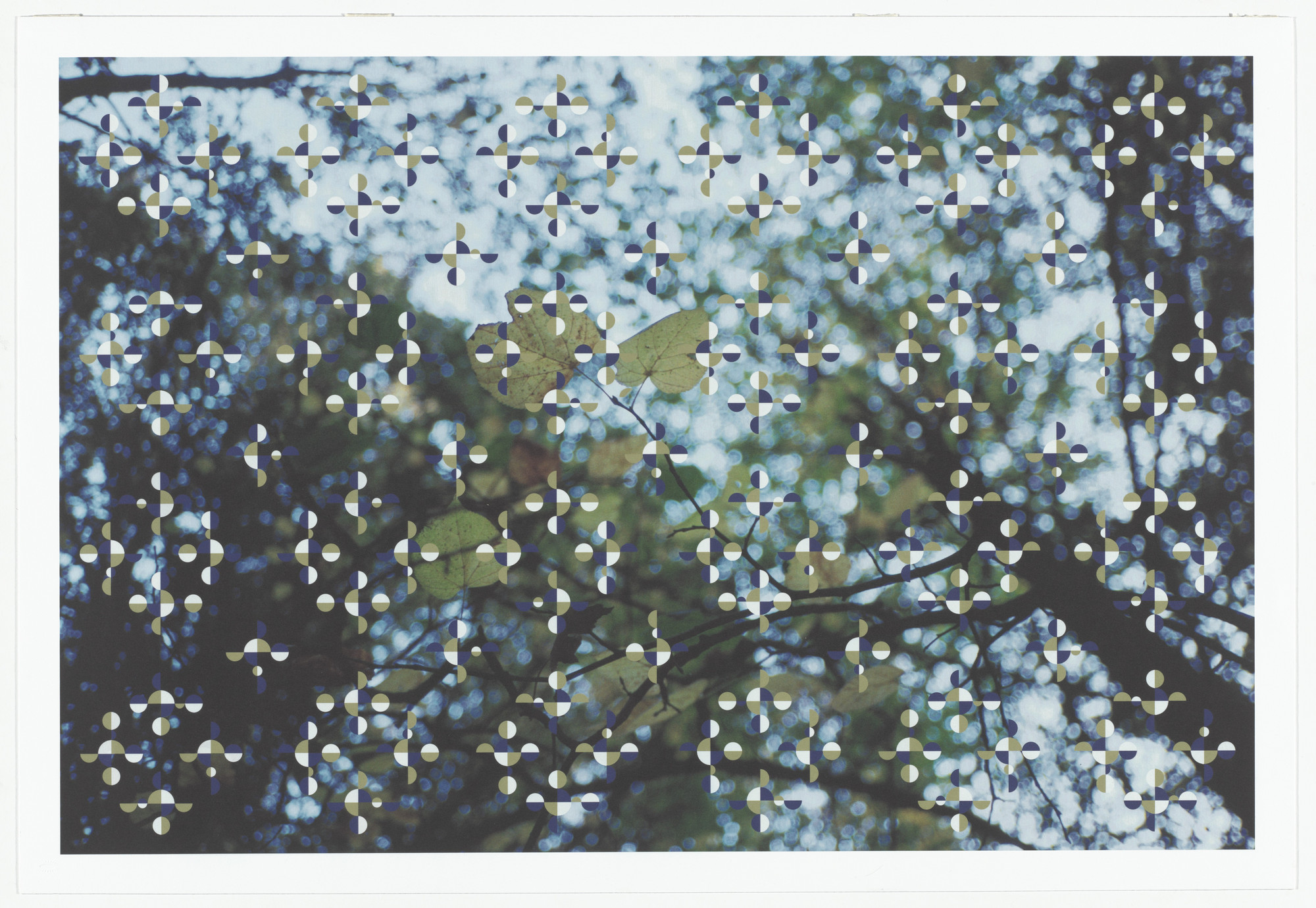 Gabriel Orozco. Light Through Leaves (for Parkett no. 48). 1996