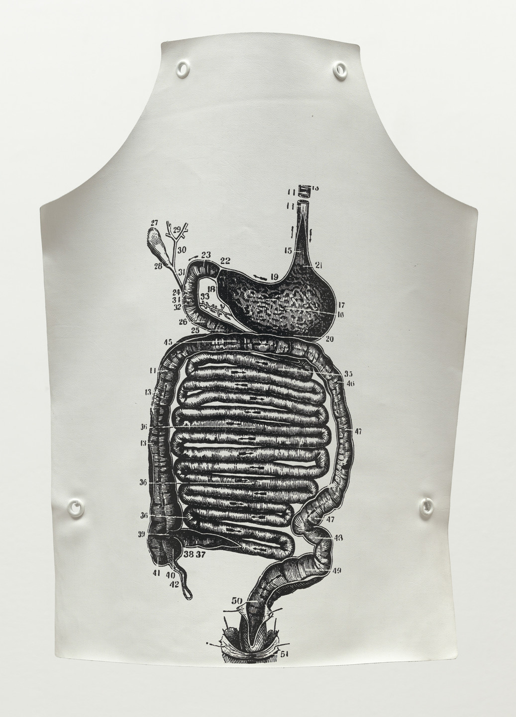 A white surface has a detailed black diagram of a digestive system with numbered labels. The surface has four buttons, one in each corner. This is an AI generated description. To give feedback, email ai@moma.org.