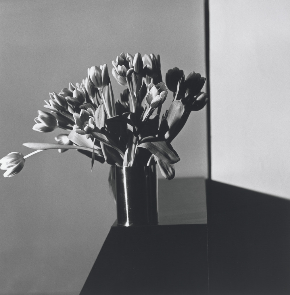 Tulips, New York City, Robert Mapplethorpe, 1977