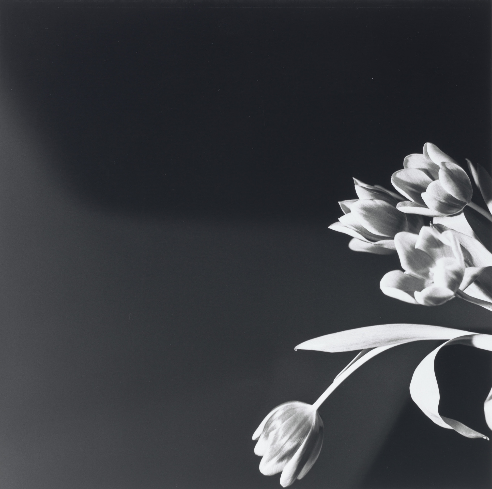 Robert Mapplethorpe | MoMA