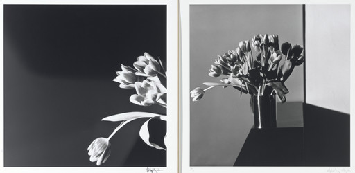 Robert Mapplethorpe. Tulips, New York City. 1977 | MoMA