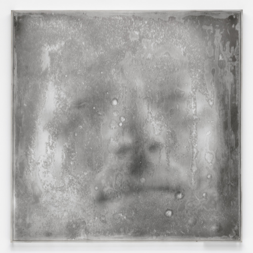 Untitled from the series Dried Narcissus (Narciso seco)