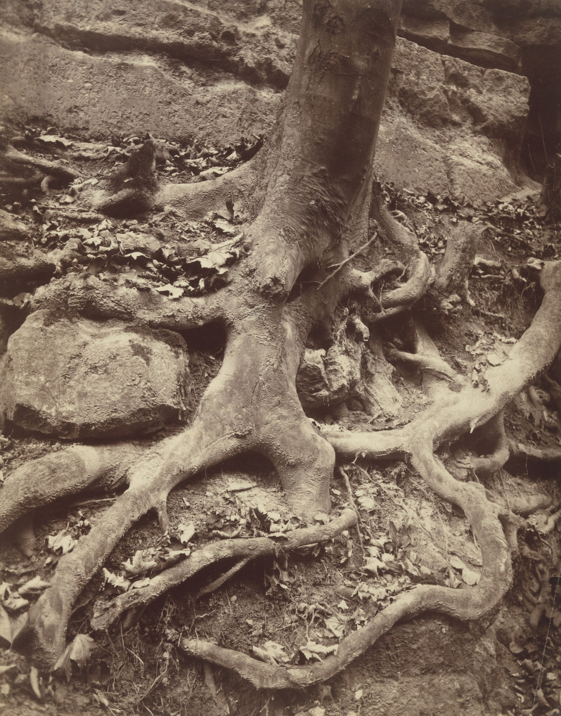Eugène Atget. Parc de Saint-Cloud. 1906