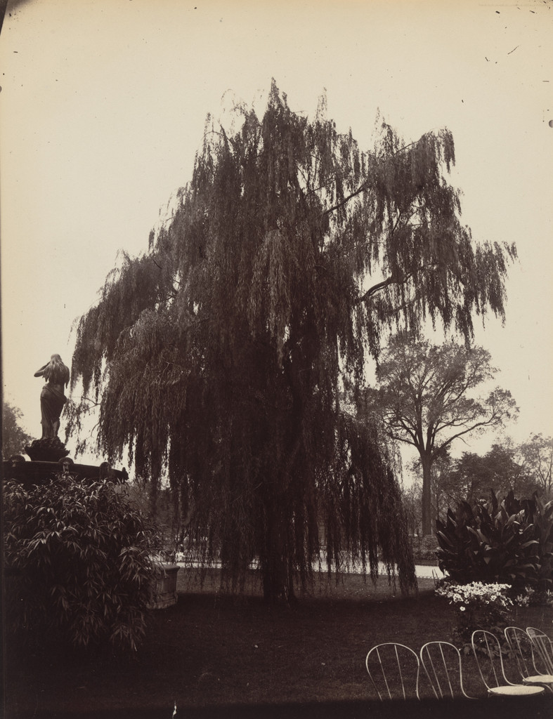 Saule Pleureur