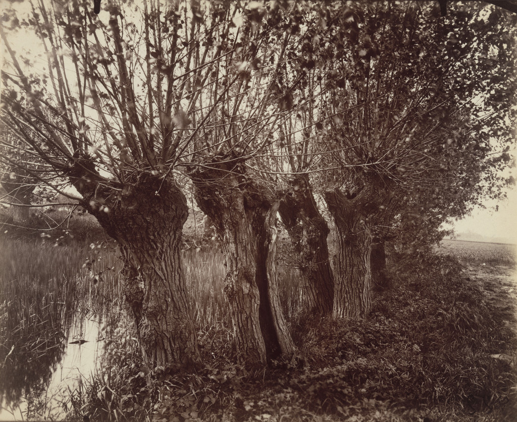 Saules