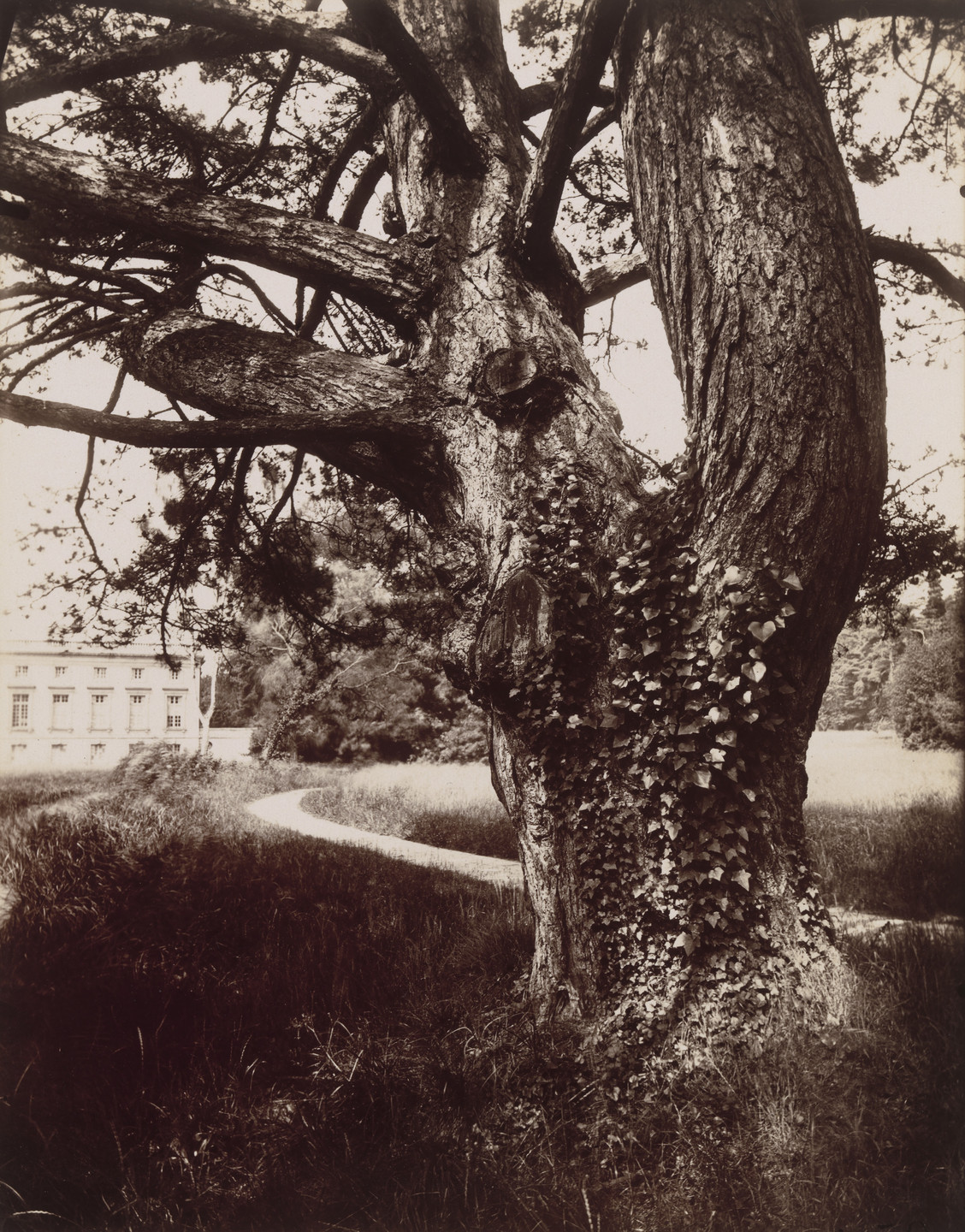Eugène Atget. Arbre, Trianon. 1919-21 | MoMA