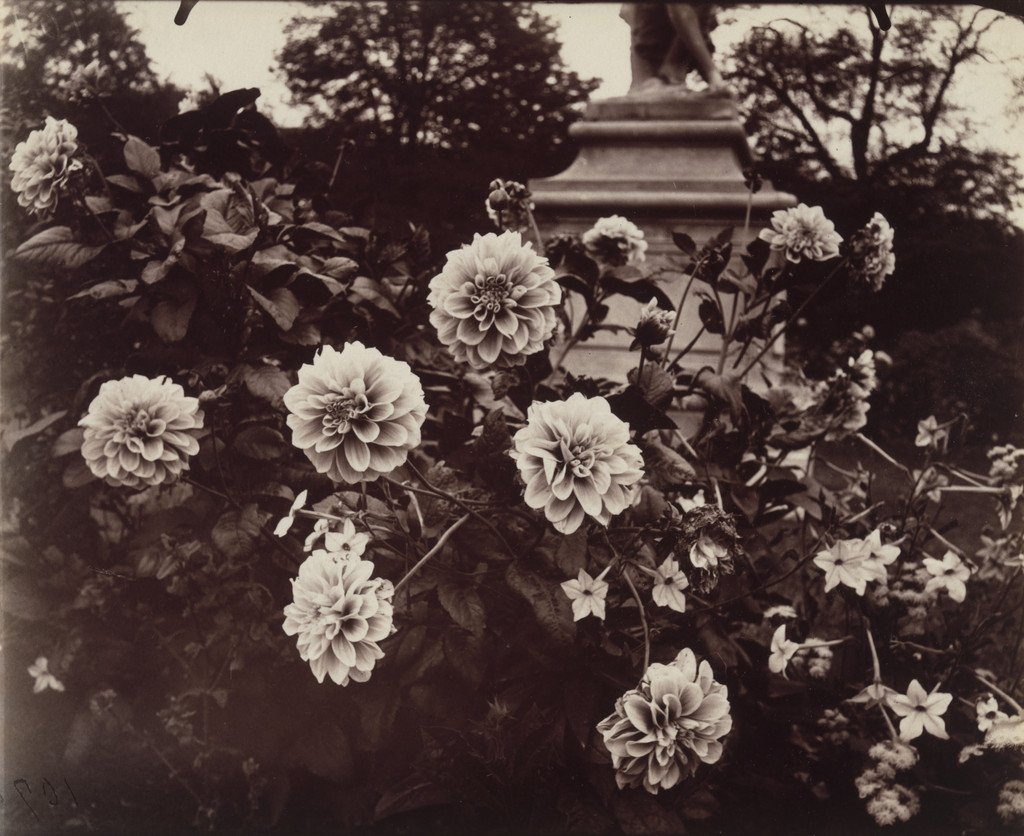 Tuileries, Eugène Atget, 1921