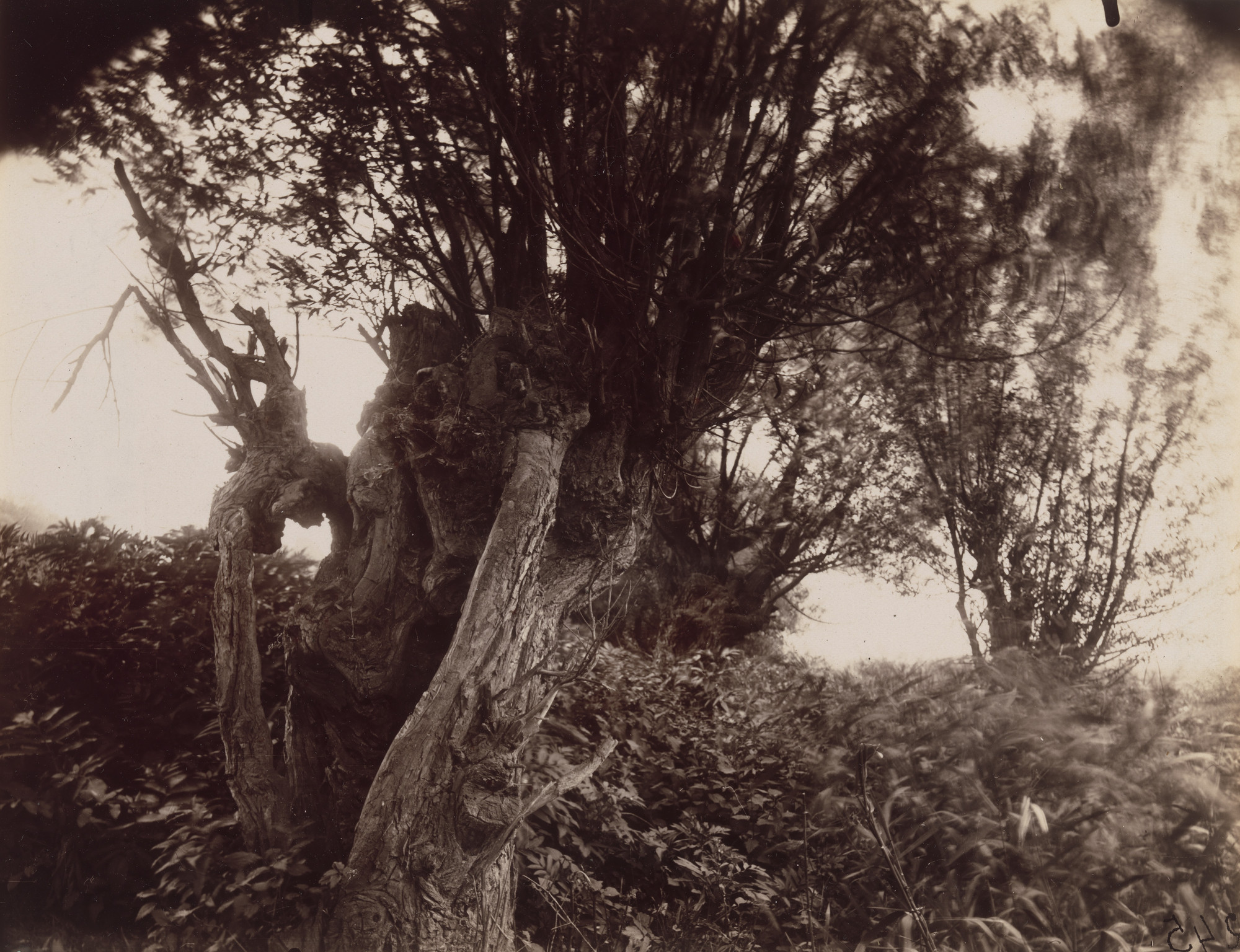 Eugène Atget. Saules