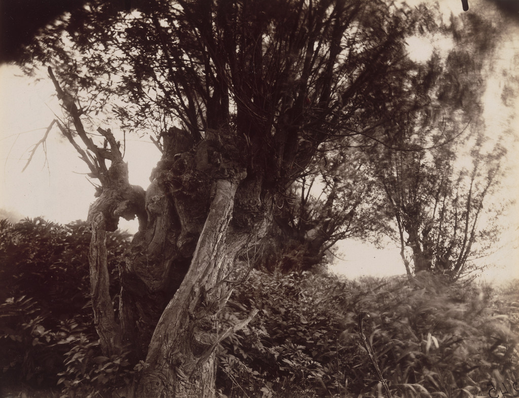 Saules, Eugène Atget, June-July 1925