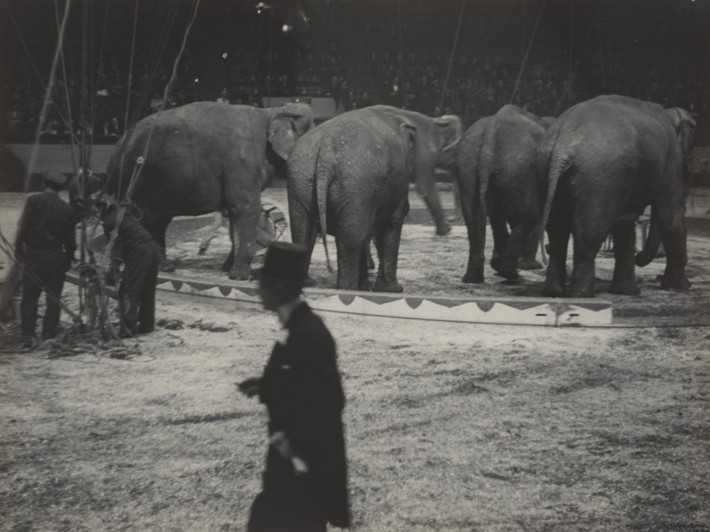 Elephants