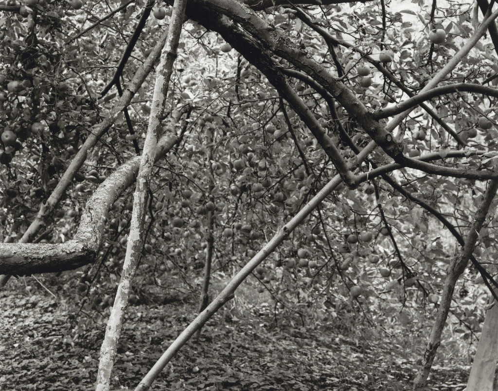 Winesap, Heavy Crop