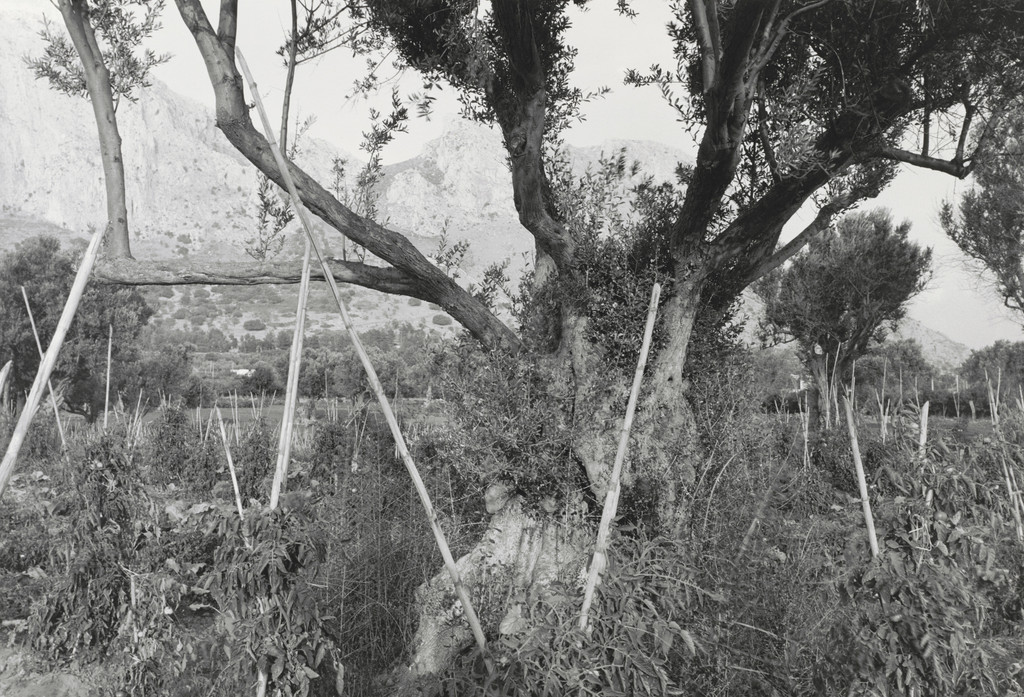 Olive Tree, Zucco, Sicily