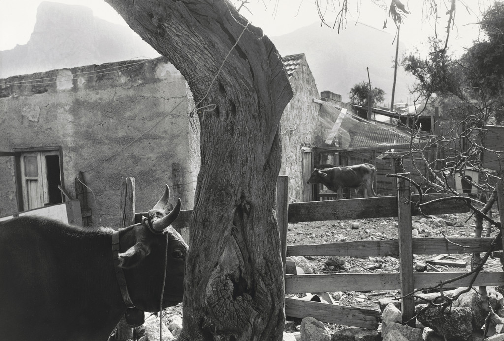 Tommasso Natale, Sicily