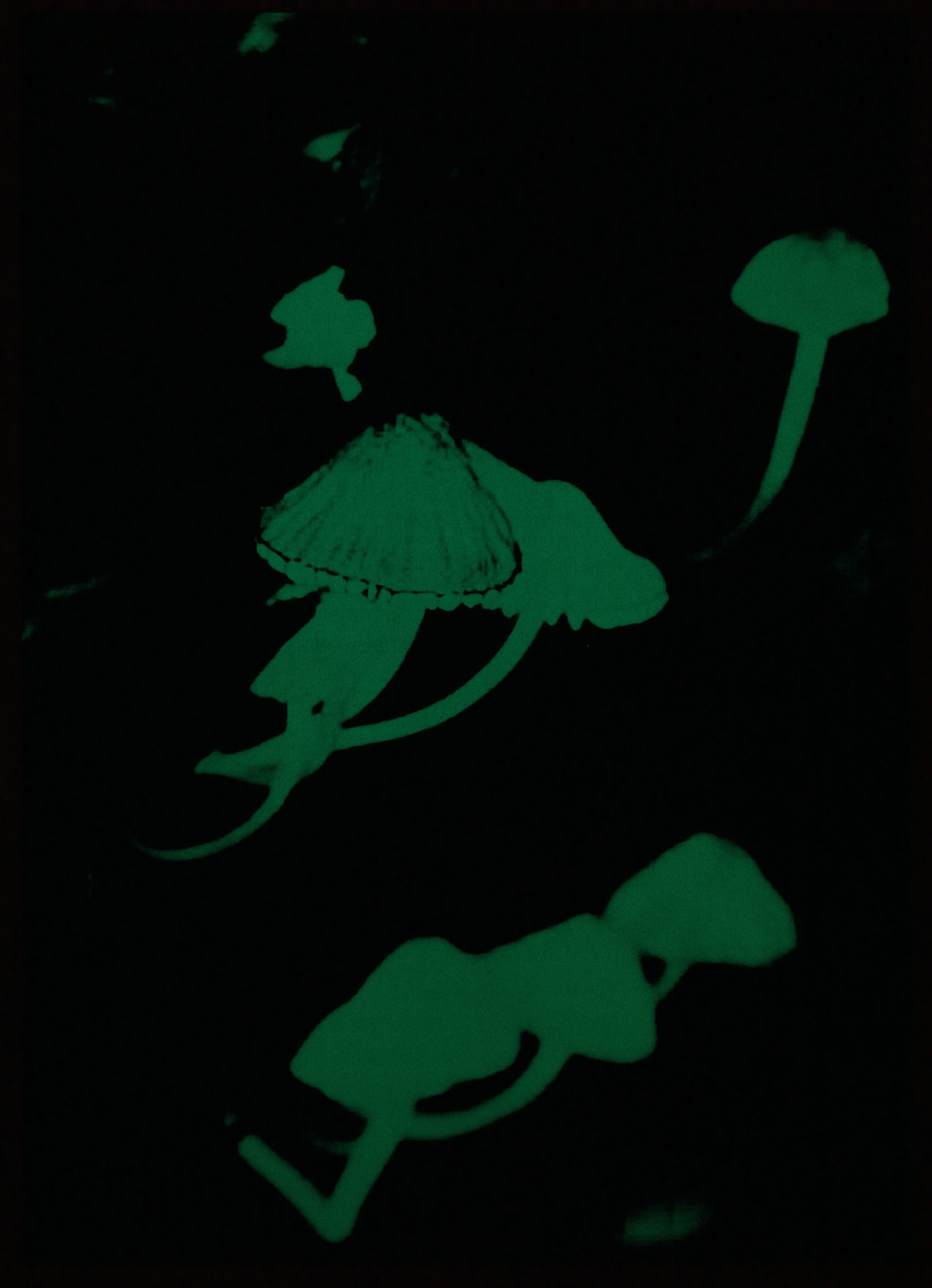 Philippe Parreno. Luminescent Mushroom Farm, 2012 from Fade to Black 3. 2013