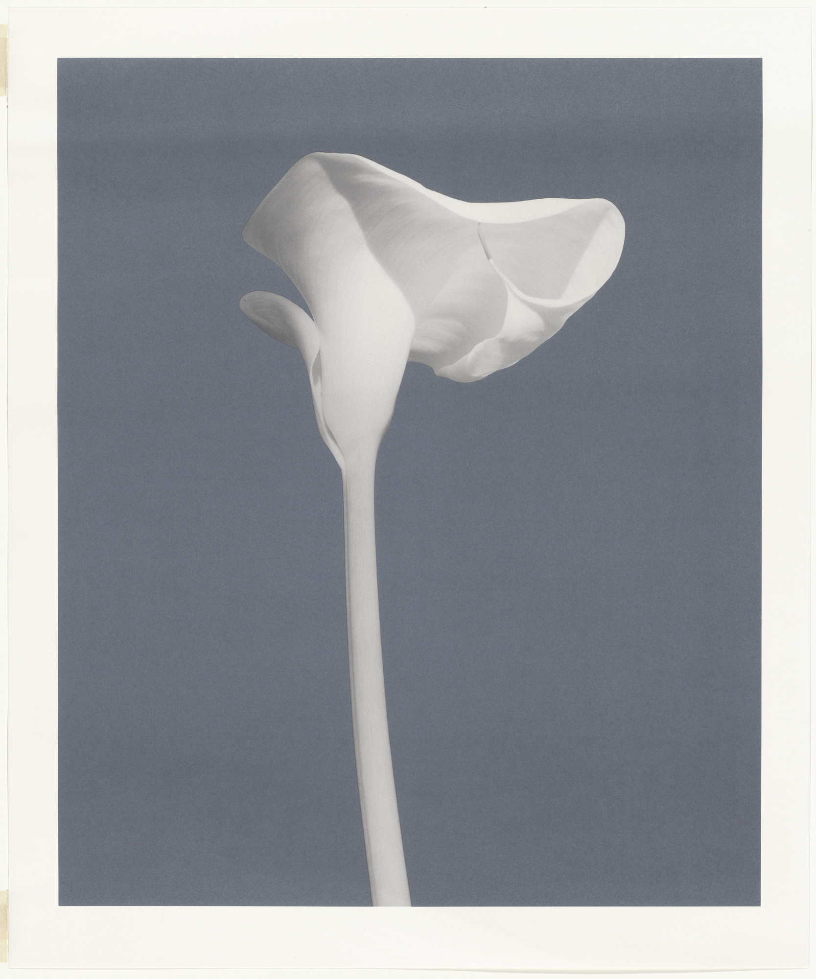 Robert Mapplethorpe. Untitled from America