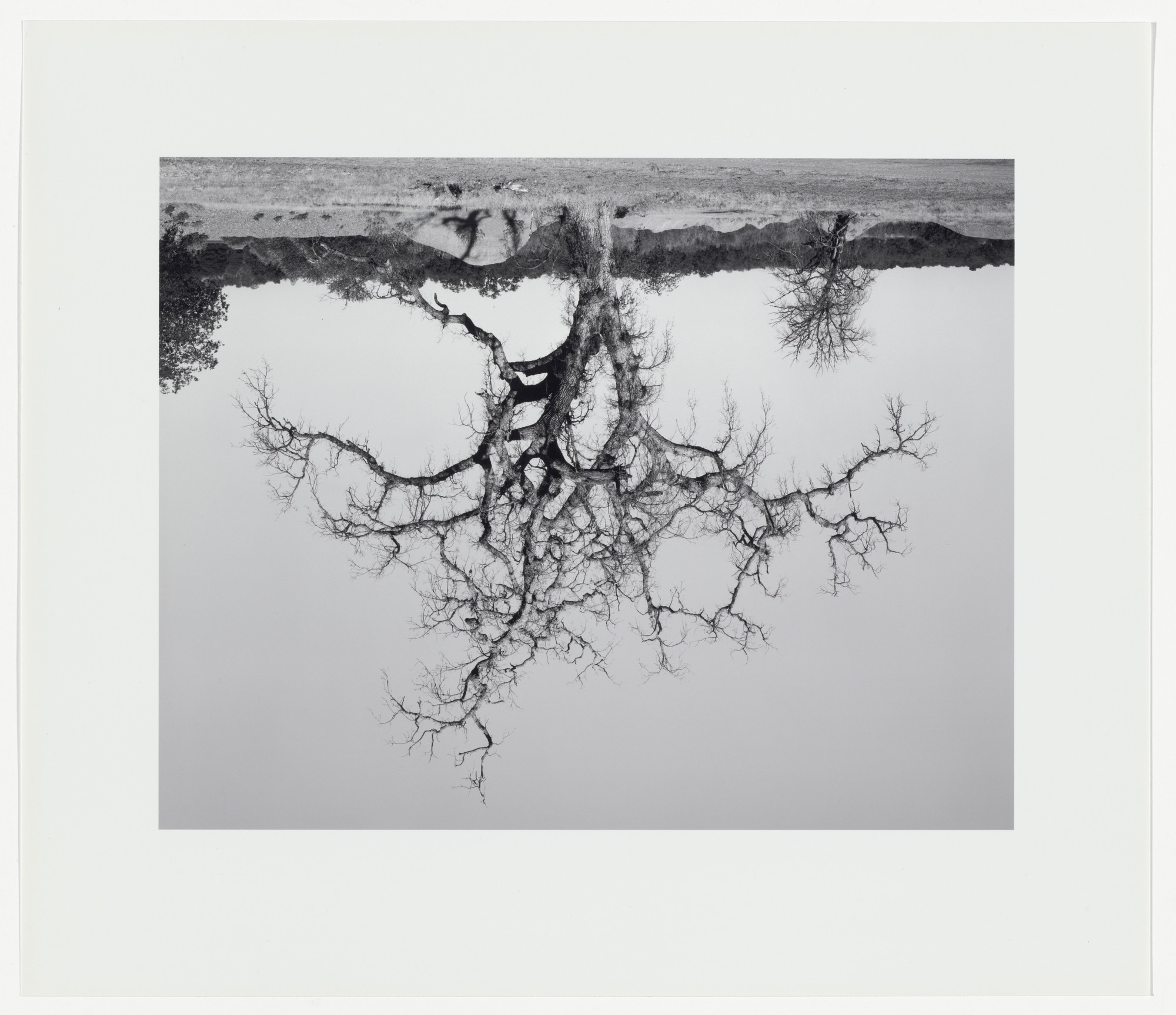 Rodney Graham. Oak Tree, Red Bluff #8