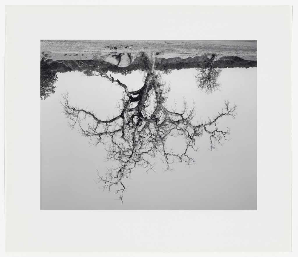 Oak Tree, Red Bluff #8