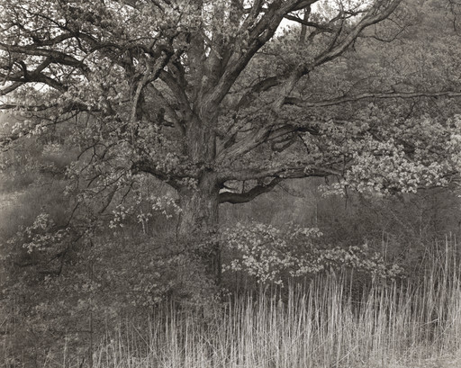 Oak Tree, New Jersey