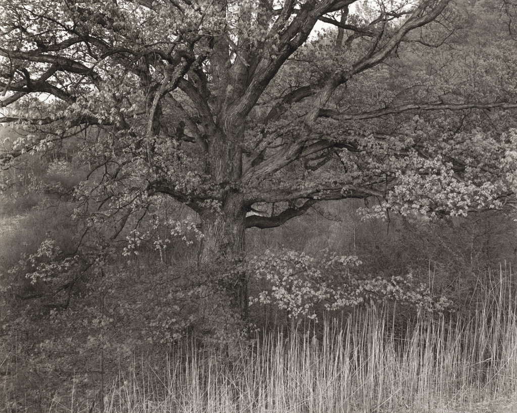 Oak Tree, New Jersey