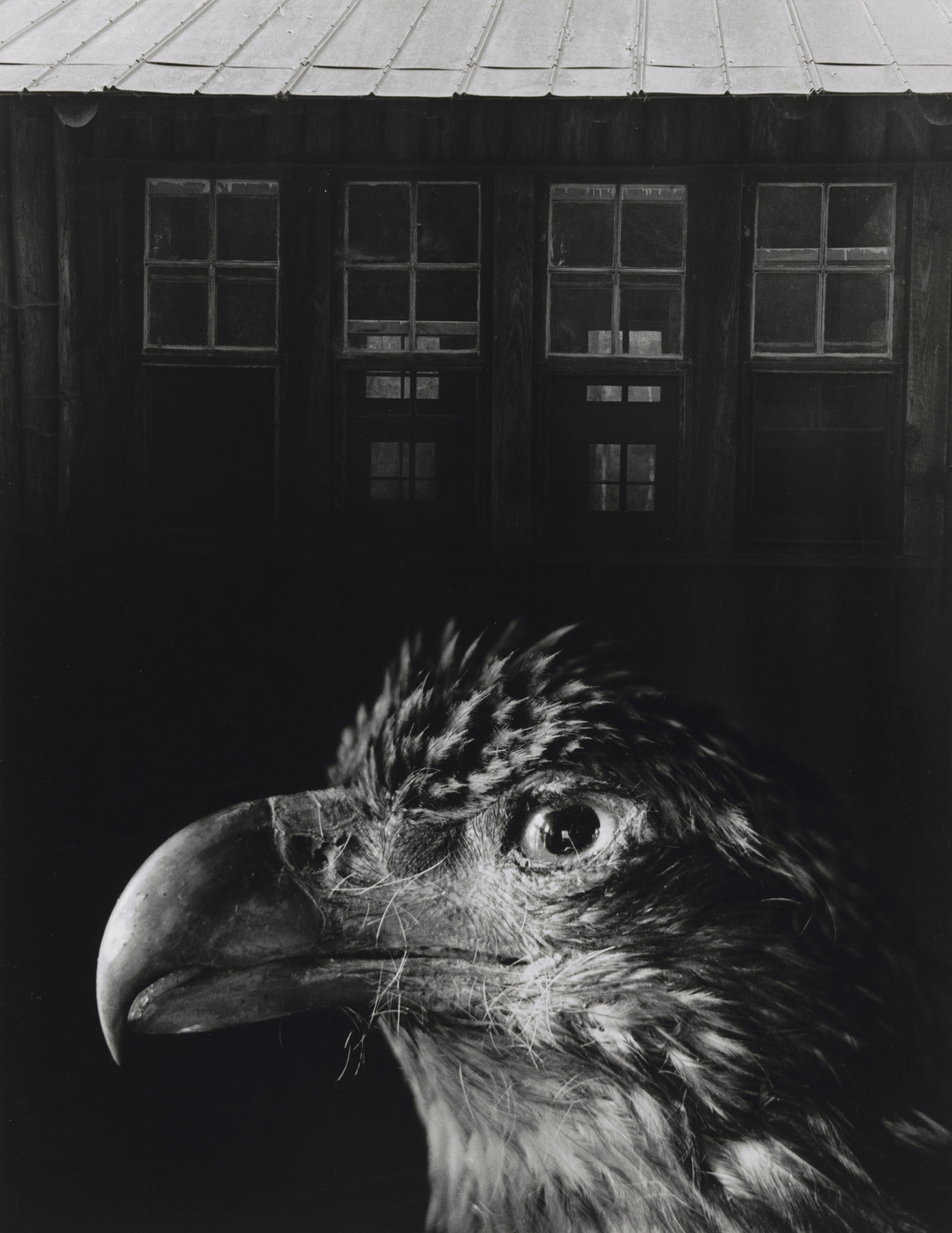 Jerry Uelsmann. Bless Our Home and Eagle. 1962