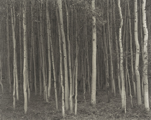 Aspen Grove