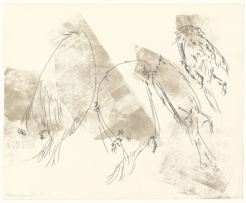 Birds from the portfolio Of Nature, Of Man, Peter Takal, 1964