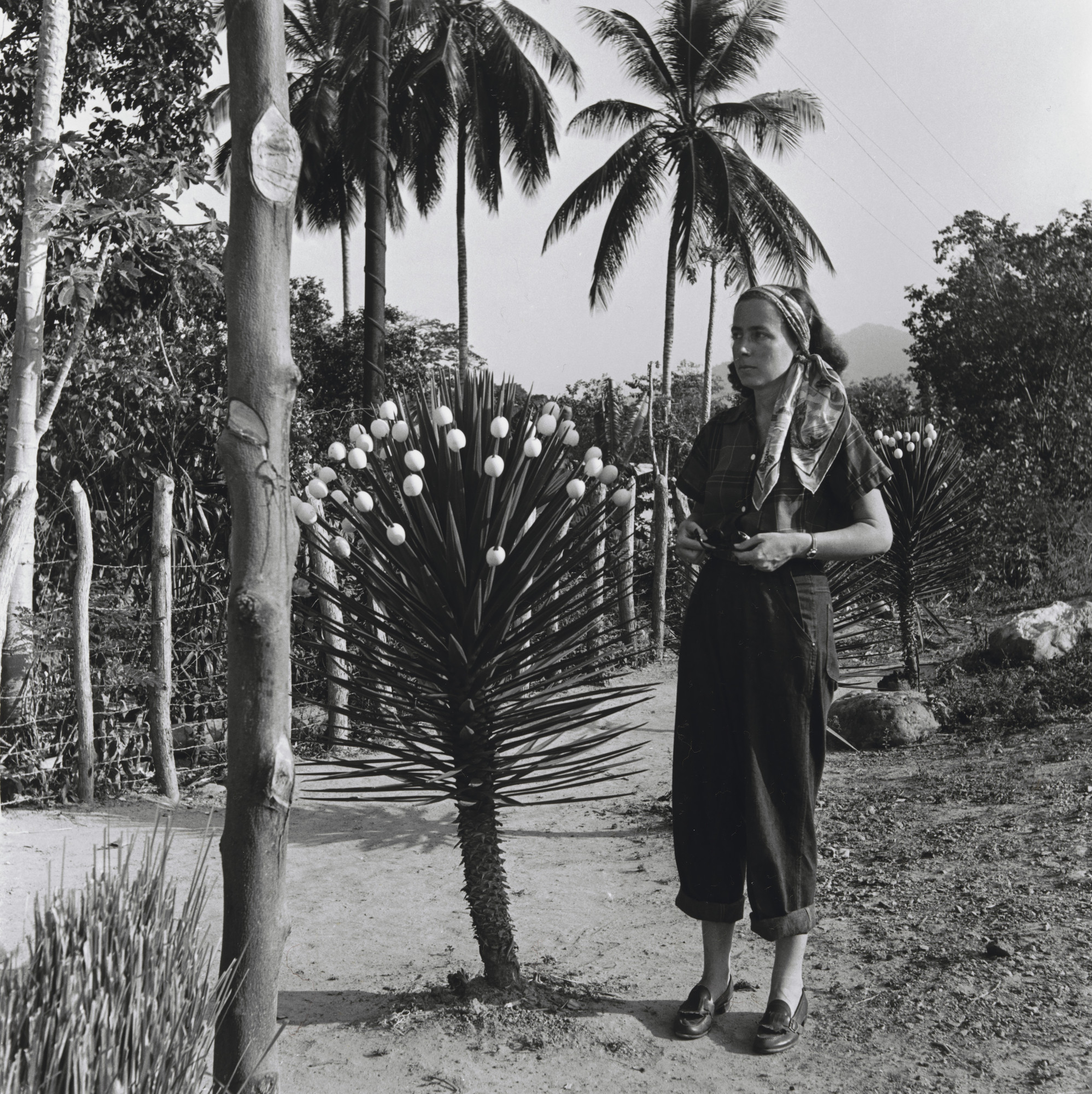 Alfredo Cortina. Untitled