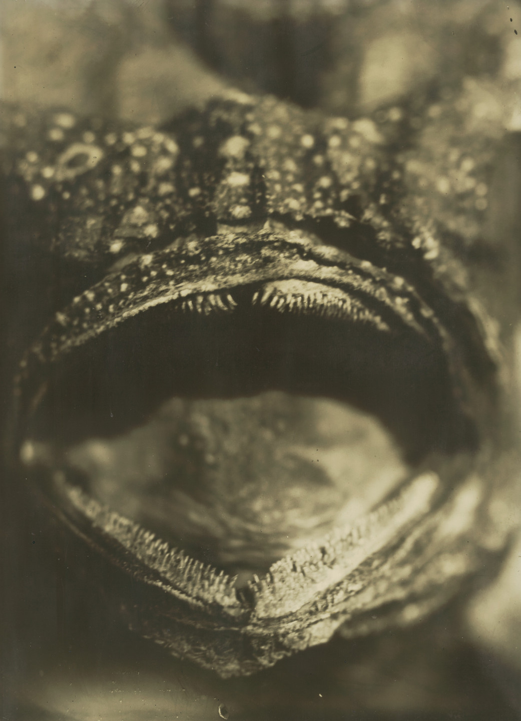 Jean Painlevé. Mouth of a Fish. 1930