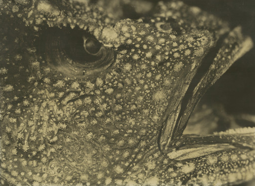 Fish in Profile