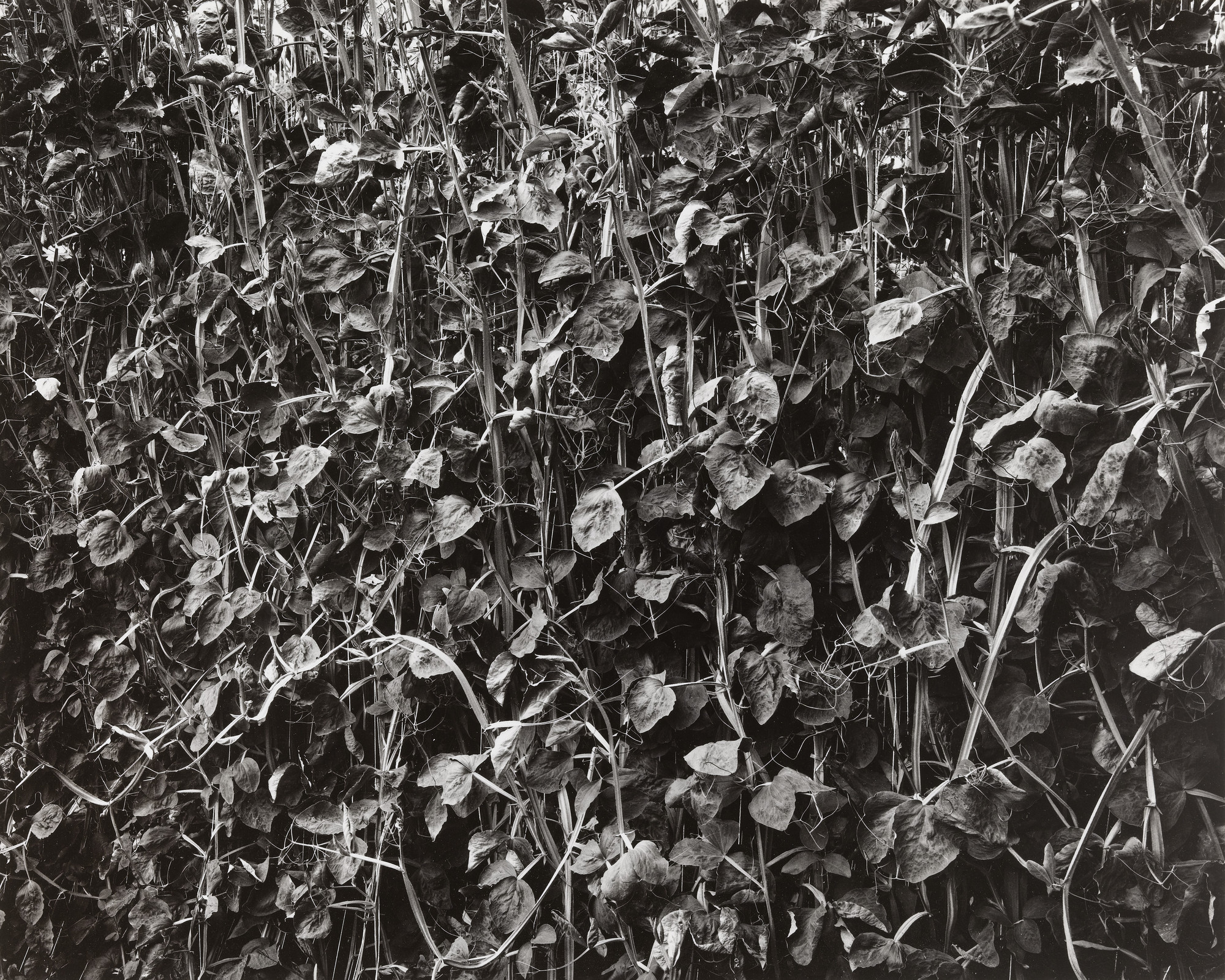 Frederick Sommer. Weeds