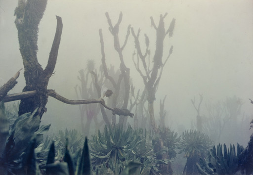 Senecio Forest, Moutains of the Moon