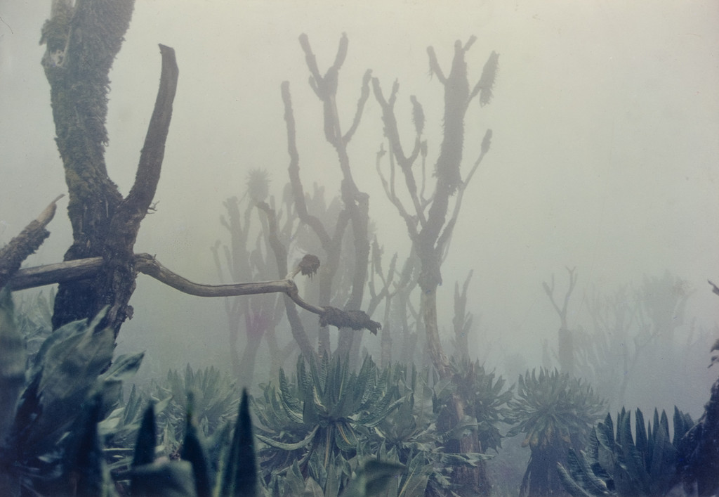 Senecio Forest, Moutains of the Moon