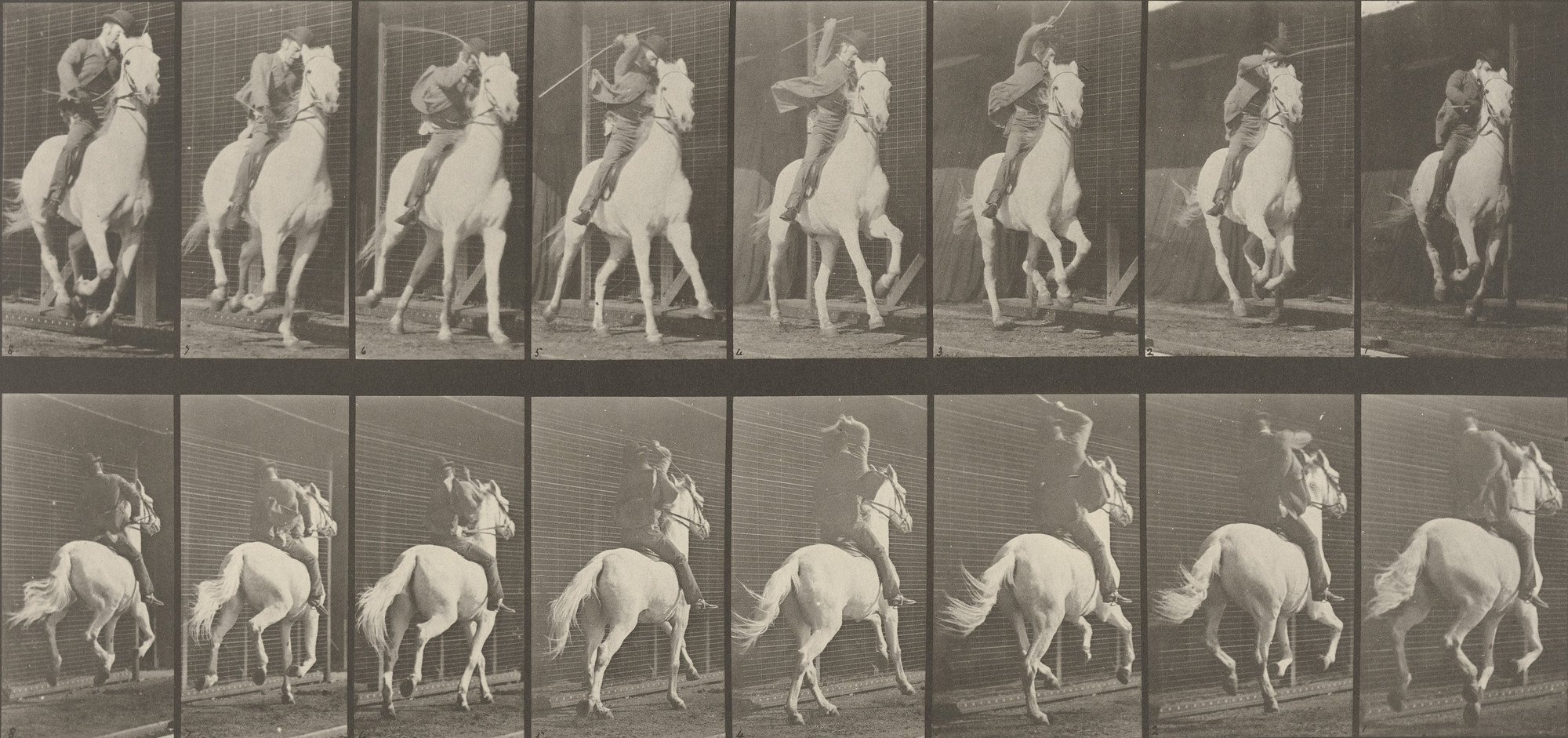 Eadweard J. Muybridge. "Dan" Galloping, Saddled: Plate 634 from Animal Locomotion (1887)
