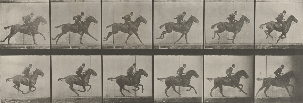"Daisy" Galloping, Saddled: Plate 624 from Animal Locomotion (1887)
