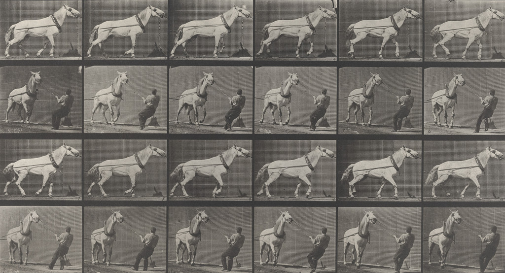 "Johnson" Hauling, Man Pulling at Head: Plate 573 from Animal Locomotion (1887)