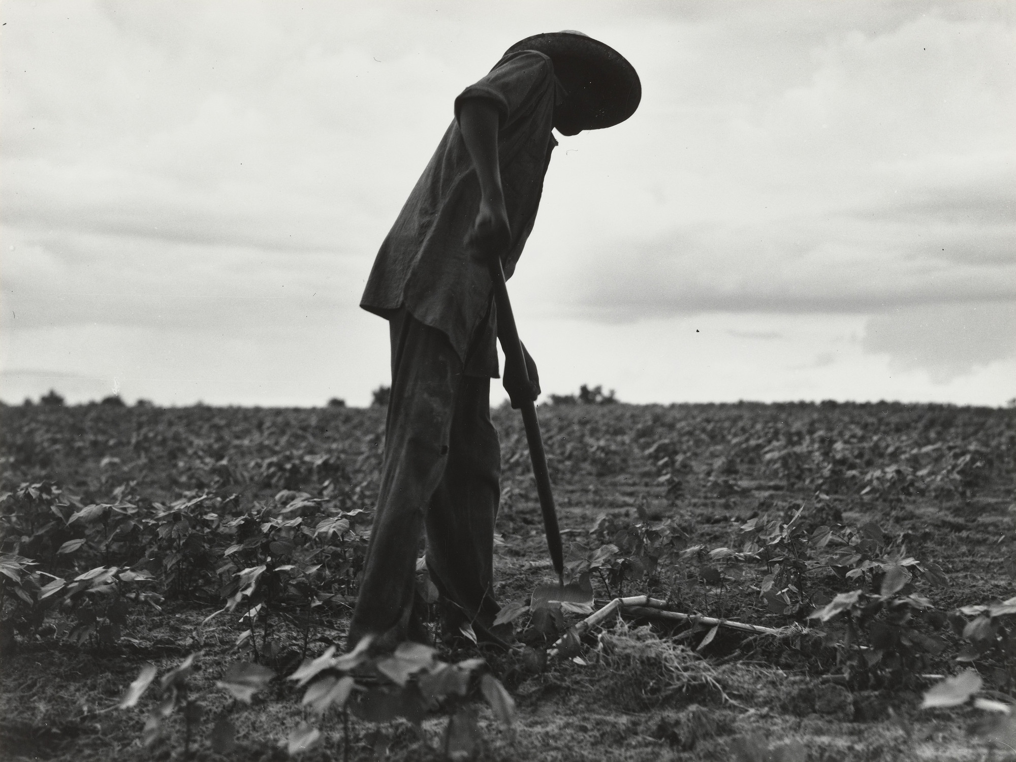 Dorothea Lange. Hoeing, near Yazoo City, Mississippi