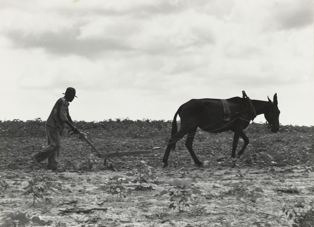 One Man, One Mule, Greene County, Georgia