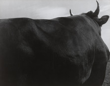 Hakuyou Seki. Bull. c. 1955