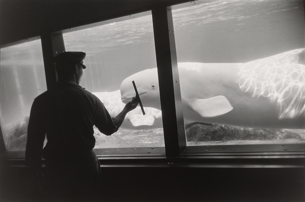 New York Aquarium, Coney Island