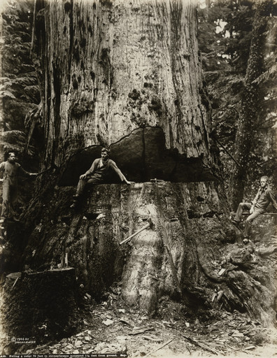Felling a cedar 76 feet in circumference measured 1 1/2 feet from ground. Supposed to have been the largest tree in Washington