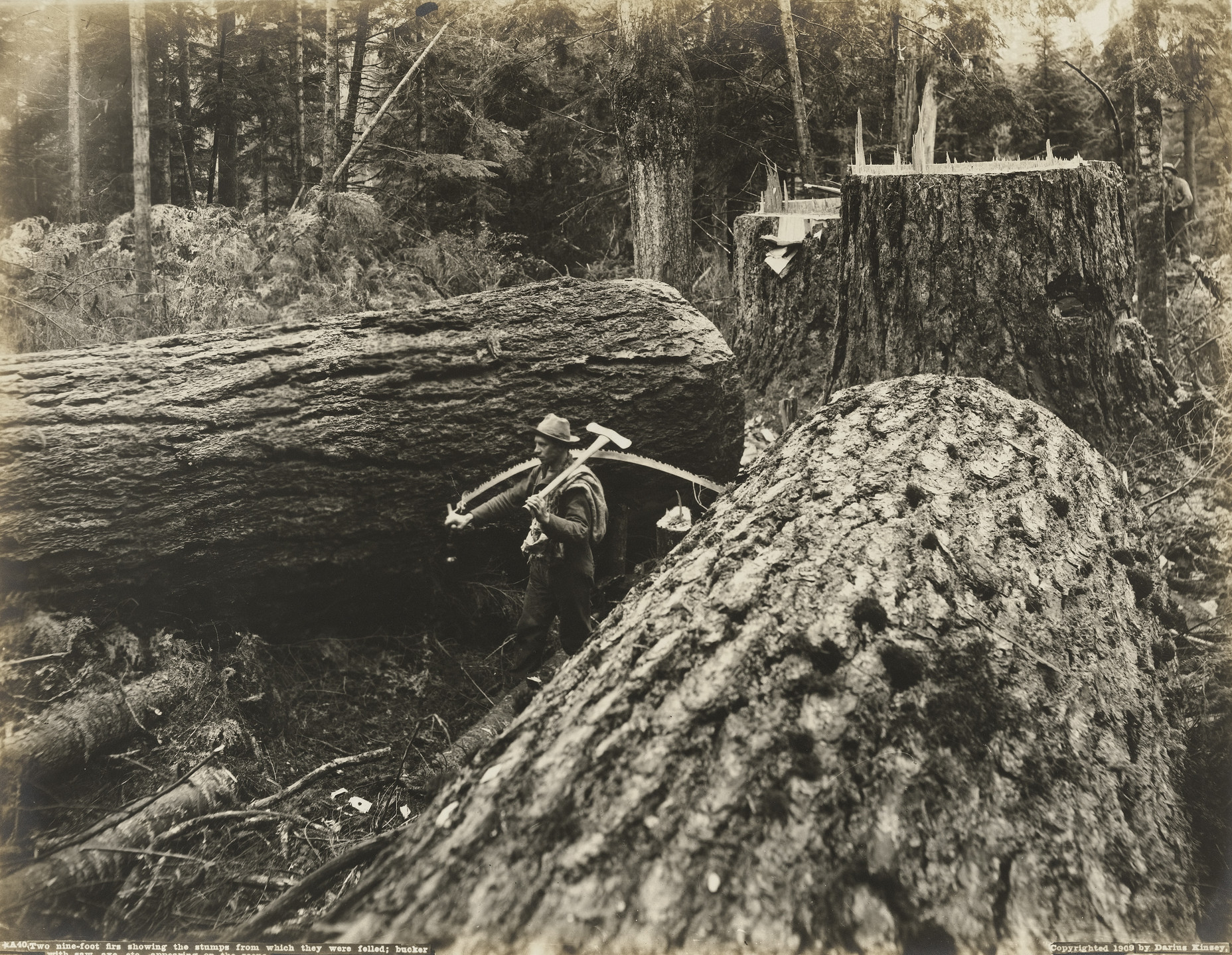 Darius Kinsey. Two nine-foot firs showing the stumps from which they were felled; bucker with saw, axe, etc. appearing on the scene. 1909