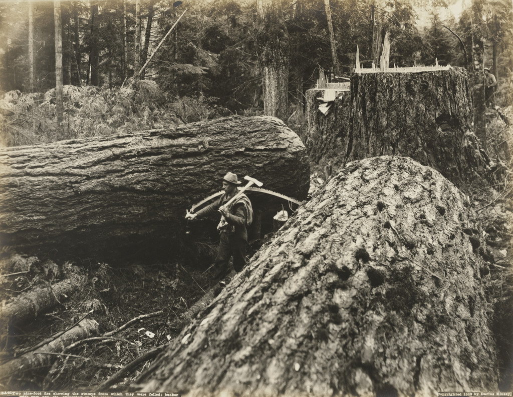 Two nine-foot firs showing the stumps from which they were felled; bucker with saw, axe, etc. appearing on the scene