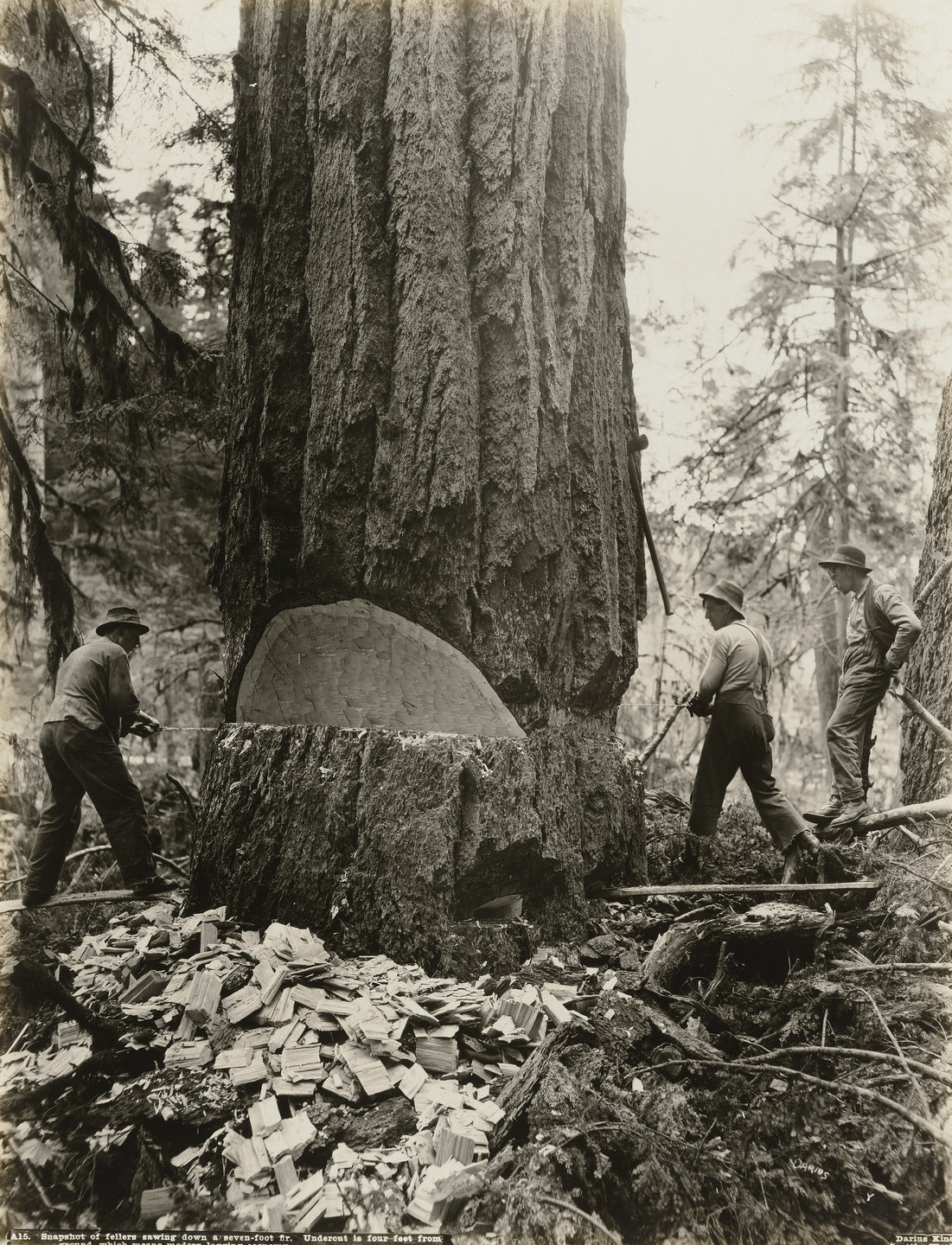 Darius Kinsey. Snapshot of fellers sawing down a seven-foot fir. Undercut is four feet from ground which means modern logging economy. c. 1910