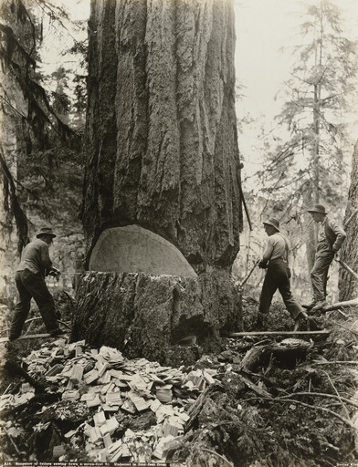 Snapshot of fellers sawing down a seven-foot fir. Undercut is four feet from ground which means modern logging economy