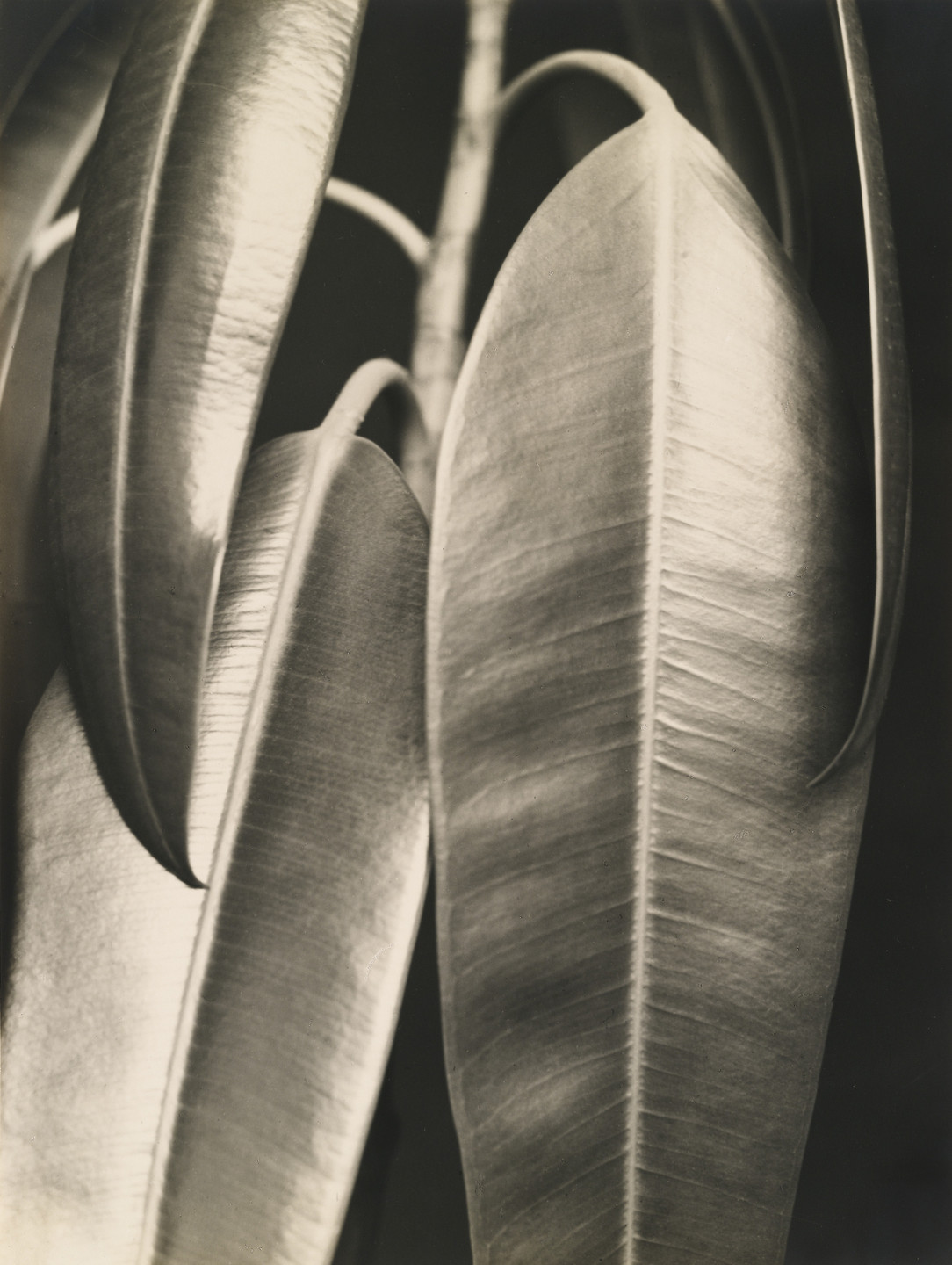 Aenne Biermann. Ficus elastica. 1926
