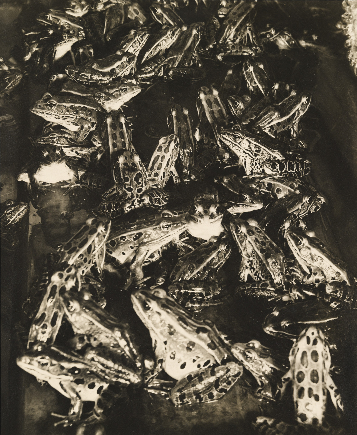 Margaret Bourke-White. Brekekekèx-koàx-koáx. 1930